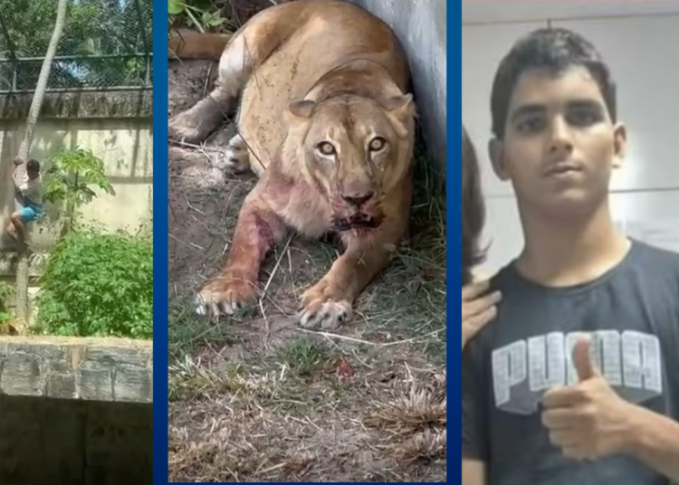 O que se sabe sobre a morte do jovem que invadiu jaula de leoa no zoológico de João Pessoa O que se sabe sobre a morte do jovem que invadiu jaula de leoa no zoológico de João Pessoa