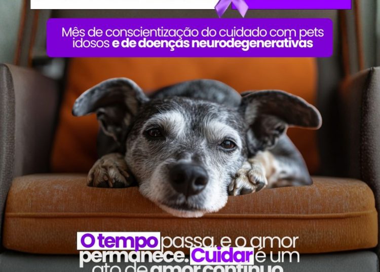 Fevereiro Roxo Pet: CCZ alerta sobre cuidados com animais idosos e doenças neurodegenerativas