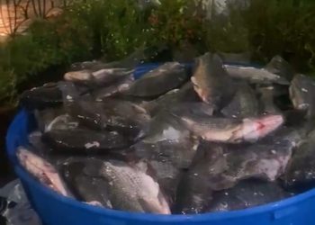 Vereador Rostand Paraíba distribui toneladas de peixe e beneficia famílias na Zona Leste de Campina Grande