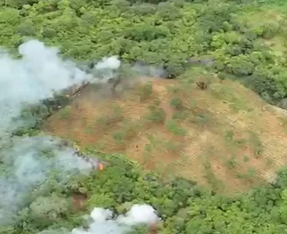 Plantação com 18 mil pés de maconha é encontrada e destruída pela polícia na Paraíba Plantação com 18 mil pés de maconha é encontrada e destruída pela polícia na Paraíba