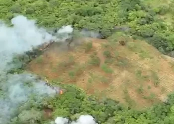 Plantação com 18 mil pés de maconha é encontrada e destruída pela polícia na Paraíba
