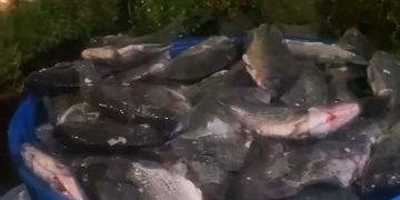 Vereador Rostand Paraíba distribui toneladas de peixe e beneficia famílias na Zona Leste de Campina Grande