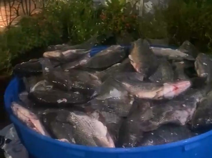 Vereador Rostand Paraíba distribui toneladas de peixe e beneficia famílias na Zona Leste de Campina Grande Vereador Rostand Paraíba distribui toneladas de peixe e beneficia famílias na Zona Leste de Campina Grande